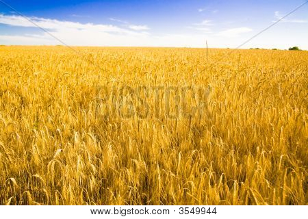 Grano