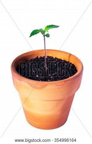 A Sprout Of Marijuana On A White Background. Growing Marijuana In A Earthenware Pot Isolated On Whit