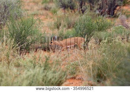 The Steenbok (raphicerus Campestris) Is Hidden In Bush. Small Antelope In The Red Dune.