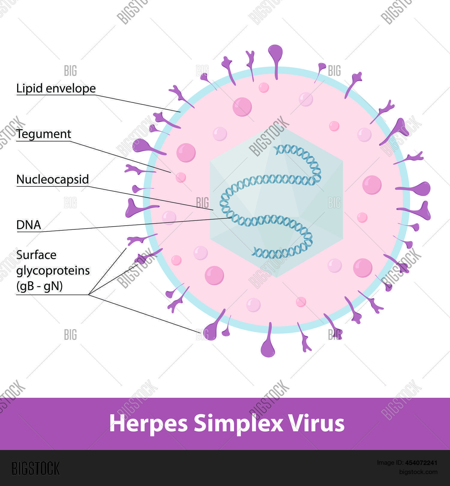 herpes-simplex-virus-vector-photo-free-trial-bigstock