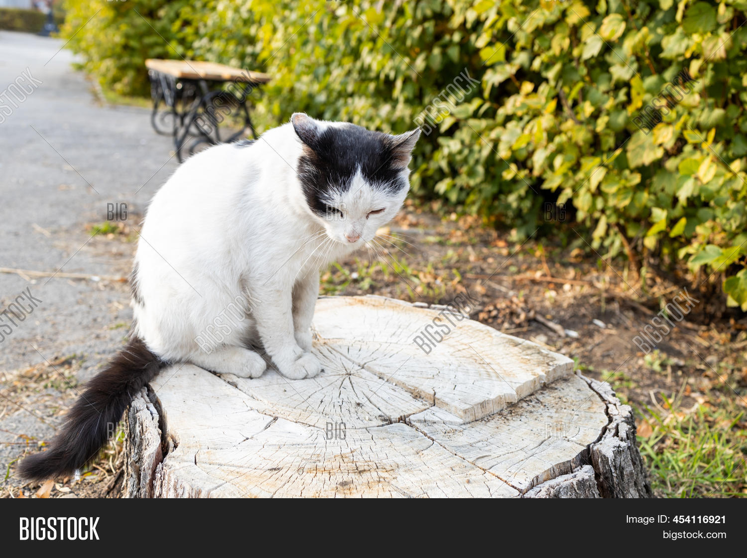 Sad Cat Sits On Stump Image & Photo (Free Trial) Bigstock