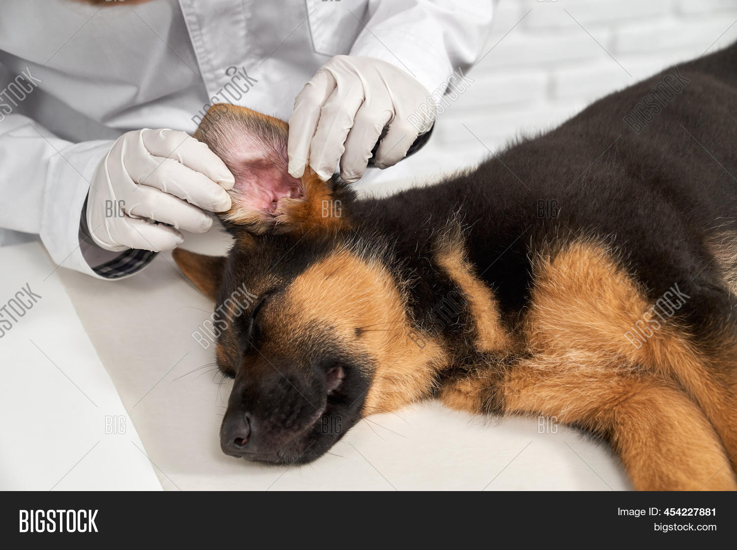 Close Vet Examining Image & Photo (Free Trial) Bigstock