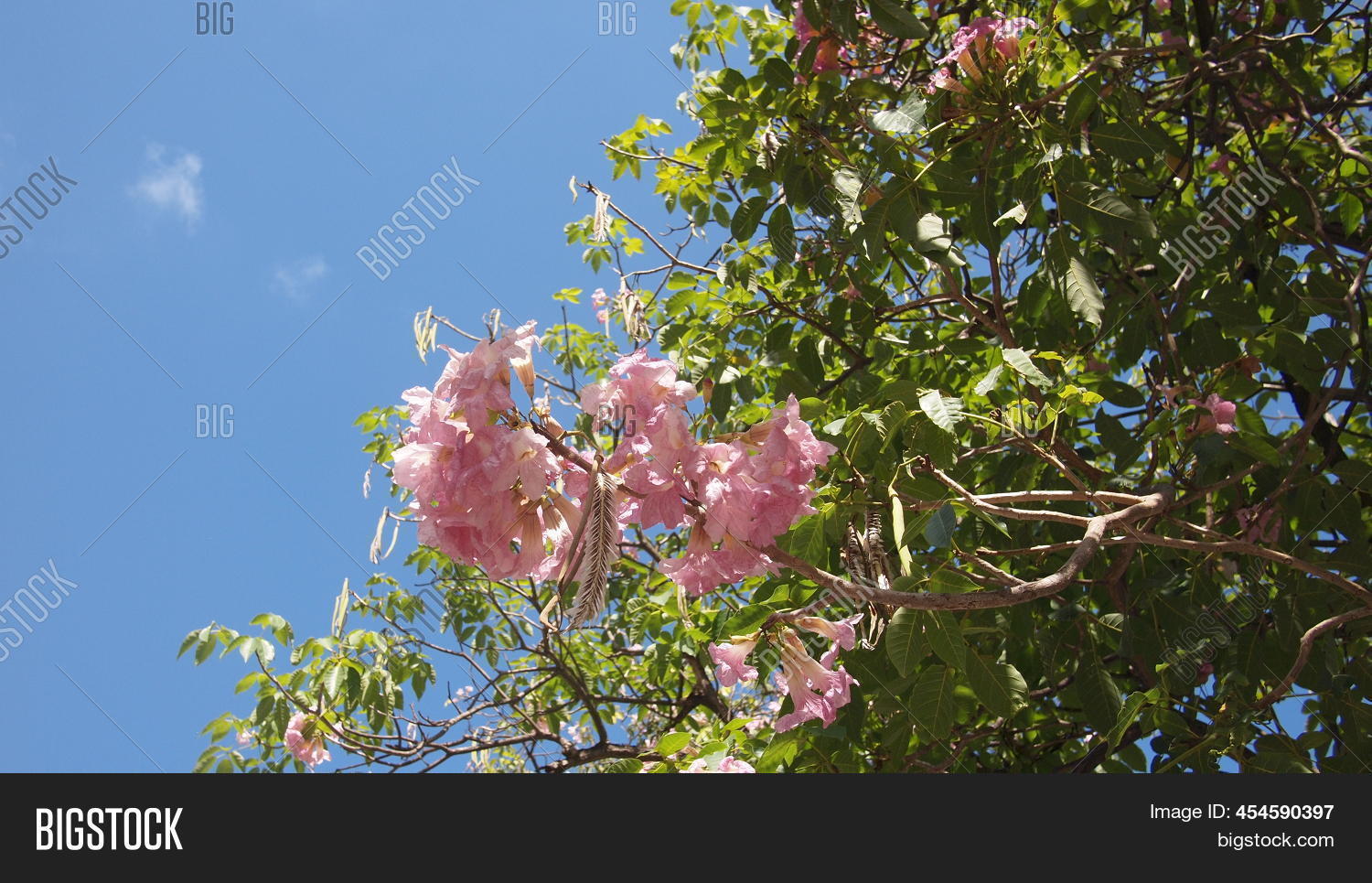 Cuban Pink Trumpet Image & Photo (Free Trial) Bigstock