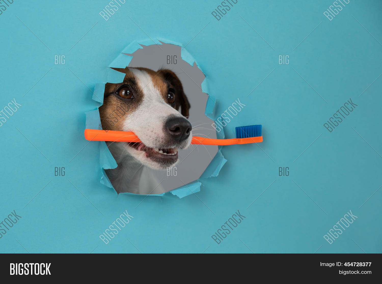 Muzzle Jack Russell Image & Photo (Free Trial) | Bigstock