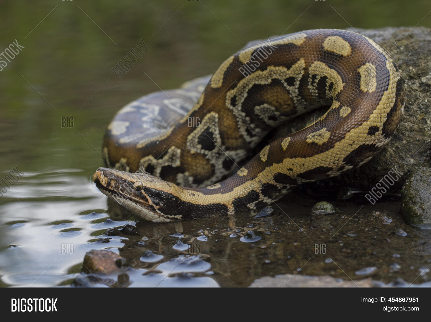 Image Preview