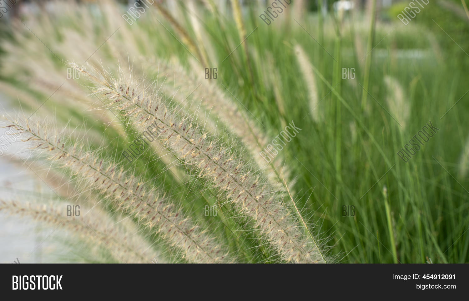 Purple Fountain Grass Image & Photo (Free Trial) Bigstock