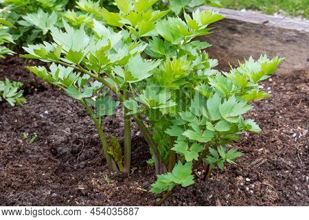 Spices And Herbs, Lovage Plant (levisticum Officinale) Growing In The Garden.