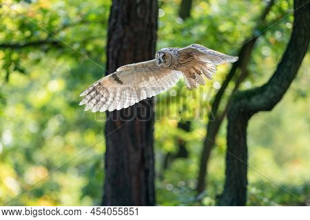 Long-eared Owl Flying Above Prey. Front Side Owl With Spreaded Wings. Backlighted Feathers By Sun. A