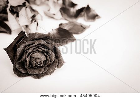 Tørret Rose, død Rose