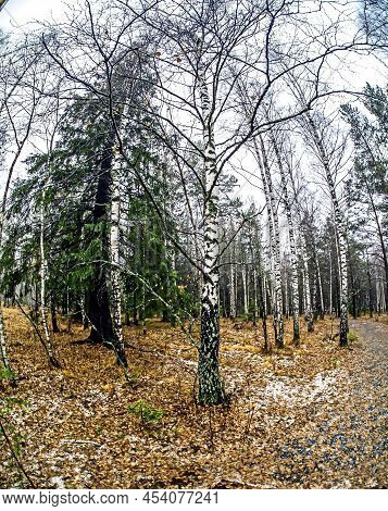 Wet Trees In Rainy And Foggy Weather