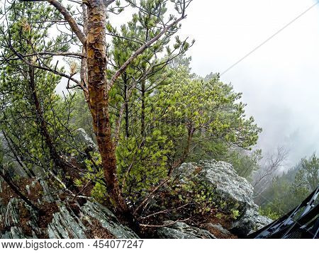 Trees In The Rocks In The Mountains