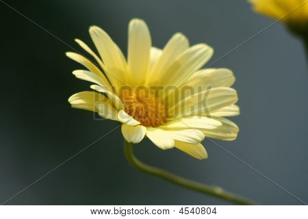 Chrysanteme