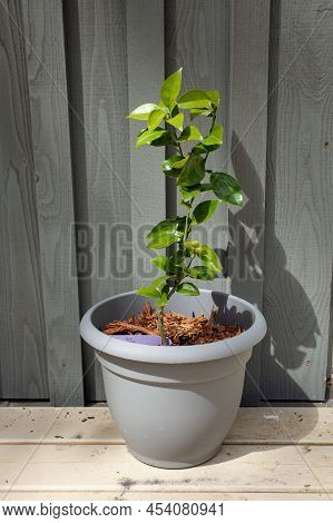 A Young Sudachi Tree In A 10 Gallon Pot. Sudachi Fruit Are A Japanese Cross Between A Mandarin And A