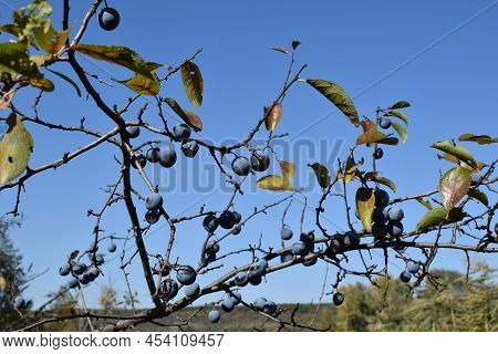 A Forest Thorn Bush With Ripe Blue Fruits In Autumn. Blackthorn In Autumn. A Thorny Eurasian Shrub W