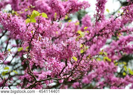 Cercis Siliquastrum Blooming Tree. Pink Flowers Background. Judas Tree Branches In Pink Blossom. Bea