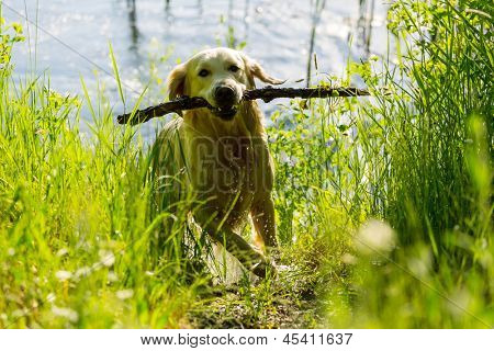 köpek retriver