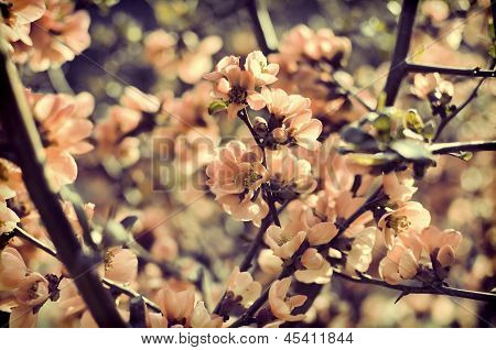 sepia rosa vit frukt träd blommor