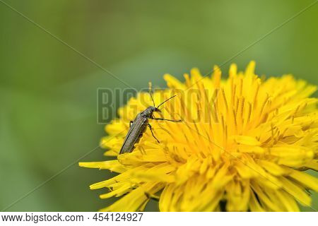 A Close-up Of A Longhorn Beetle, Oedemera Virescens On A Dandelion Blossom In Spring