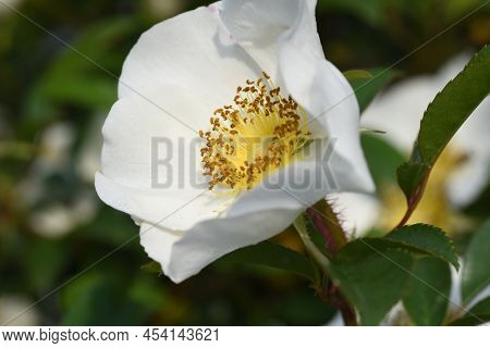 Cherokee Rose Flowers. Rosaceae Evergreen Vine Shrub. The Flowering Season Is From May To June.