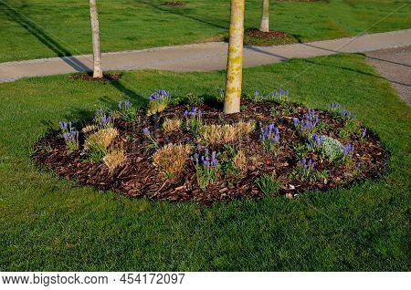 Trees Planted On Small Circular Hills. They Are Planted With Perennials And Mulched Bark. Circle Flo