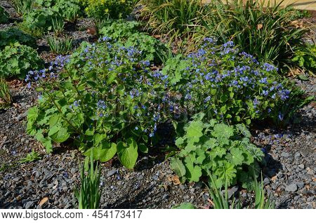 Blue Flowers Perennial, Low, Blue Flowering Plant Planted In Outdoor Flower Beds. It Is One Of The M