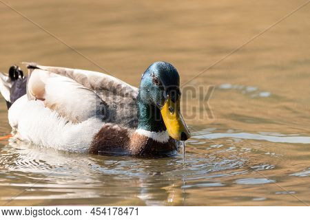 Oberriet, Switzerland, March 25, 2022 Spotting A Male Duck In A Lake In Spring Time