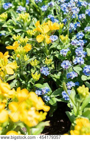 Weesen, Switzerland, April 13, 2022 Blue And Yellow Flower Blossoms In A Little Park In Spring Time