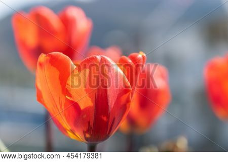 Weesen, Switzerland, April 13, 2022 Blossom Of Red Tulips In A Little Park In Spring Time