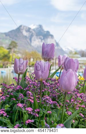Weesen, Switzerland, April 13, 2022 Lovely Lila Tulip Flower Blossoms Are Growing In A Little Park I