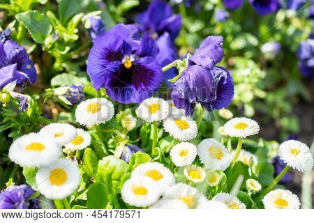 Weesen, Switzerland, April 13, 2022 Flower Scenery In A Little Park In Spring Time