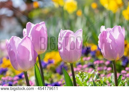 Weesen, Switzerland, April 13, 2022 Blossoms Of Lila Tulip Flowers Are Growing In A Little Park In S