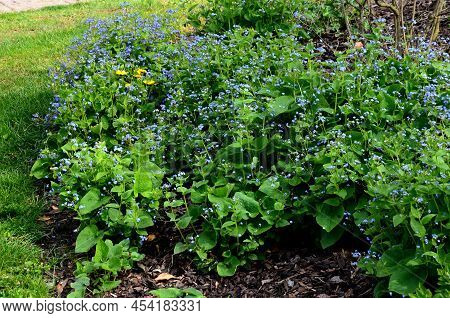 Blue Flowers Perennial, Low, Blue Flowering Plant Planted In Outdoor Flower Beds. It Is One Of The M