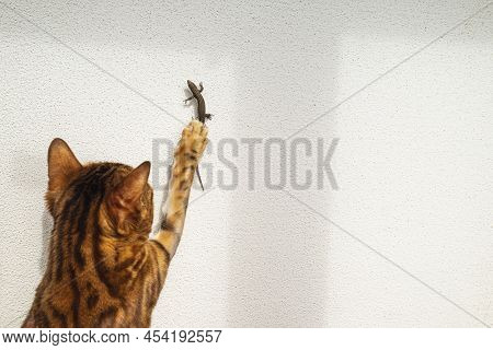 A Bengal Cat Hits Or Grabs A Sand Lizard Climbing A White Wall With Its Paw. A Pet Plays And Hunts.