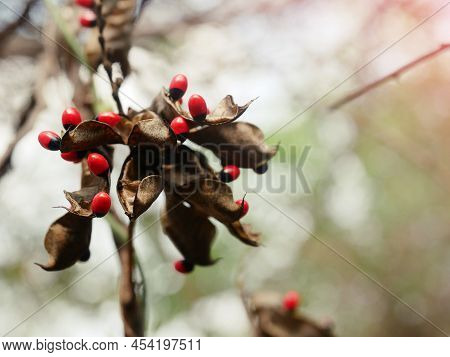 Abrus Precatorius With A Bright Red Ball, A Small Red Seed That Resembles A Rosary Or Bead.