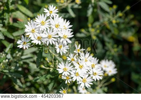 Close Up Of Flowers On A Snow Daisy (olearia Lirata) Bush