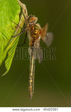 Cordulia aenea