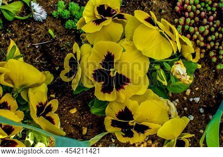 Viola Wittrockiana Gams, Colorful Pansies
