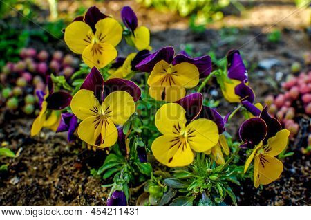 Viola Wittrockiana Gams, Colorful Pansies