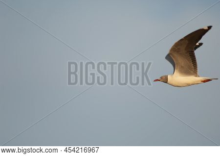Grey-headed Gull Chroicocephalus Cirrocephalus Poliocephalus In Flight. Langue De Barbarie National 