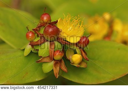 Closeup On An Emerging Flower Bud Of Tutsan, Hypericum Androsaemum In The Garden