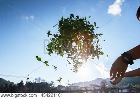 A Male Tea Farmer Withering The Leaves In Sunlight And Left To Wilt, The First Processing Step After