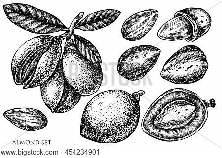 Vector Set Of Hand Drawn Black And White Almond Stock Illustration