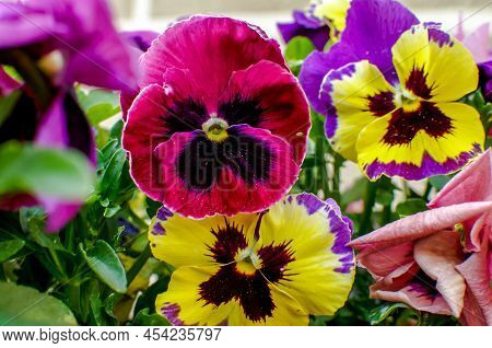 Viola Wittrockiana Gams, Pansies, Multi-colored Flowers