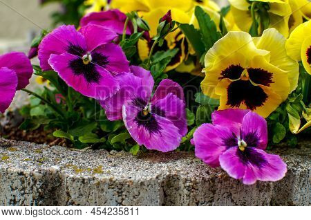 Viola Wittrockiana Gams, Pansies, Multi-colored Flowers