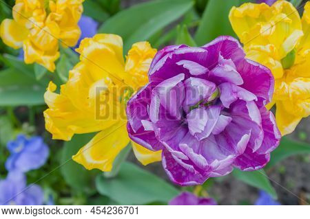 Colorful Spring Meadow With Purple Tulip Negrita Double And Yellow Tulip Monte Carlo Flowers - Close