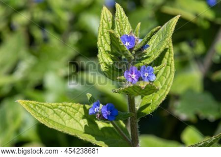 Green Alkanet (pentaglottis Sempervirens) Plant