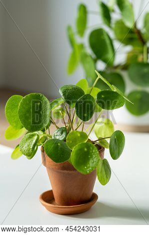 Closeup Of Pilea Peperomioides Houseplant In Terracotta Pot On White Table At Home. Sunlight. Chines