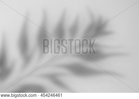 Light Background, Abstract Shadow Of A Plants Leaf, Paper Texture, Basis For Poster, Presentation