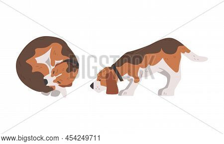 Beagle Dog As Scent Hound Breed With Brown Marking And Large Long Ears Cuddling And Smelling Vector 