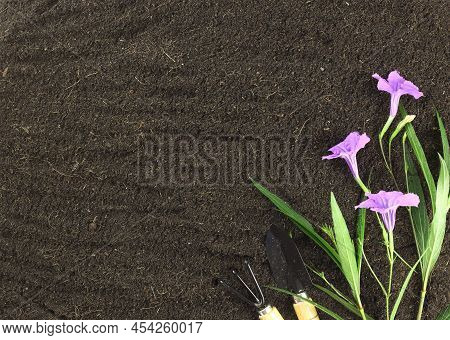 Top View Of Gardening Tools And Beautiful Flower On Soil. Agriculture Background Concept With Copy S